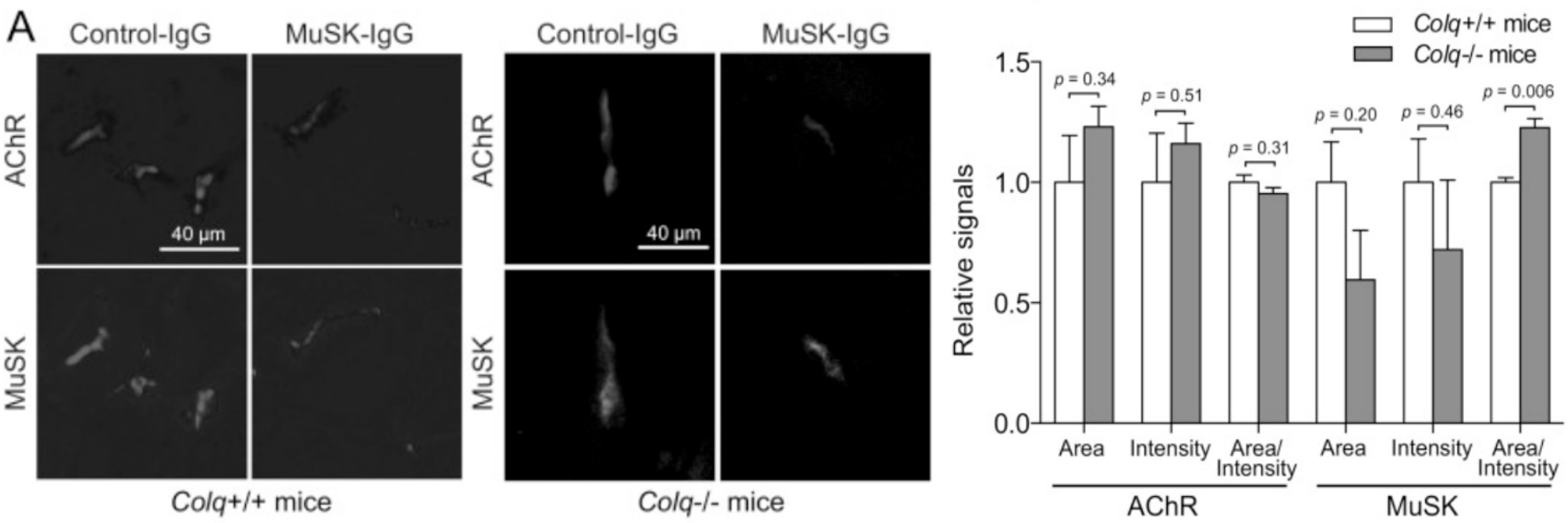 mice were injected with control-IgG or MuSK-IgG.jpg